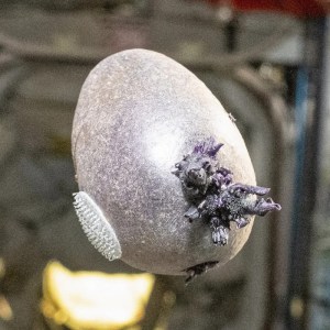 Shocking Discovery: NASA Grows a Potato on the Space Station—Find Out Why Netizens Are Freaking Out! Shocking Discovery: NASA Grows a Potato on the Space Station—Find Out Why Netizens Are Freaking Out!
