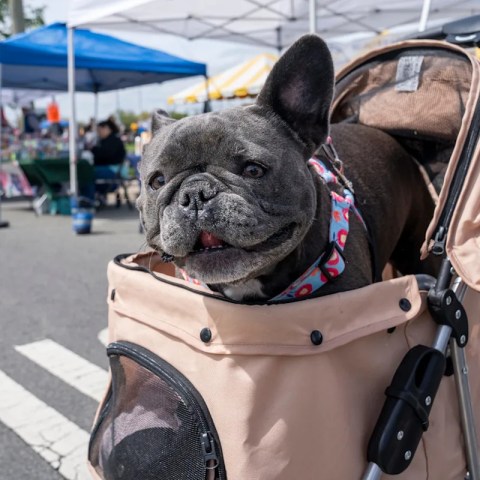 Ultimate Guide to Dog-Friendly Spots in North Jersey: Discover the Best Places for You and Your Pup! Ultimate Guide to Dog-Friendly Spots in North Jersey: Discover the Best Places for You and Your Pup!