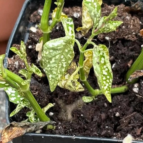 Unexpected Backyard Visitor: Gardener Snaps Stunning Photos of a Surprise Guest Claiming His Plants as Home! Unexpected Backyard Visitor: Gardener Snaps Stunning Photos of a Surprise Guest Claiming His Plants as Home!