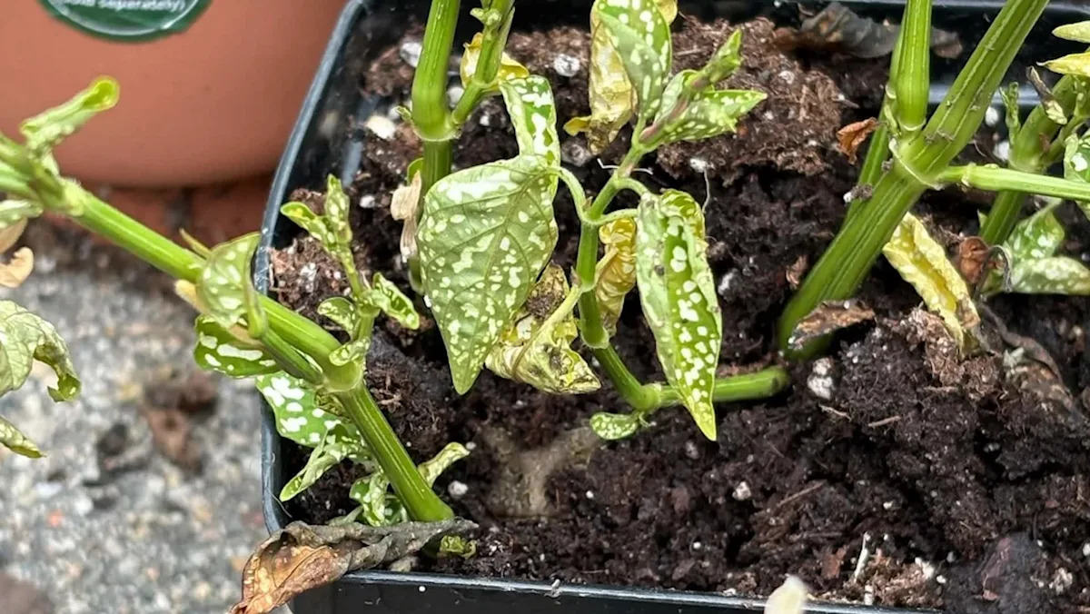 Unexpected Backyard Visitor: Gardener Snaps Stunning Photos of a Surprise Guest Claiming His Plants as Home! Unexpected Backyard Visitor: Gardener Snaps Stunning Photos of a Surprise Guest Claiming His Plants as Home!