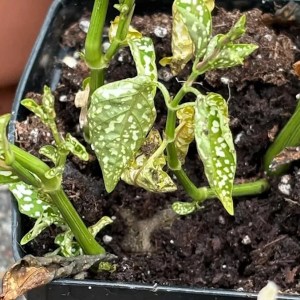 Unexpected Backyard Visitor: Gardener Snaps Stunning Photos of a Surprise Guest Claiming His Plants as Home! Unexpected Backyard Visitor: Gardener Snaps Stunning Photos of a Surprise Guest Claiming His Plants as Home!