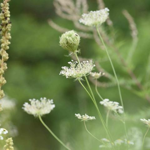 Uncovering the Fascinating Secrets of Queen Anne’s Lace: What You Never Knew! Uncovering the Fascinating Secrets of Queen Anne’s Lace: What You Never Knew!