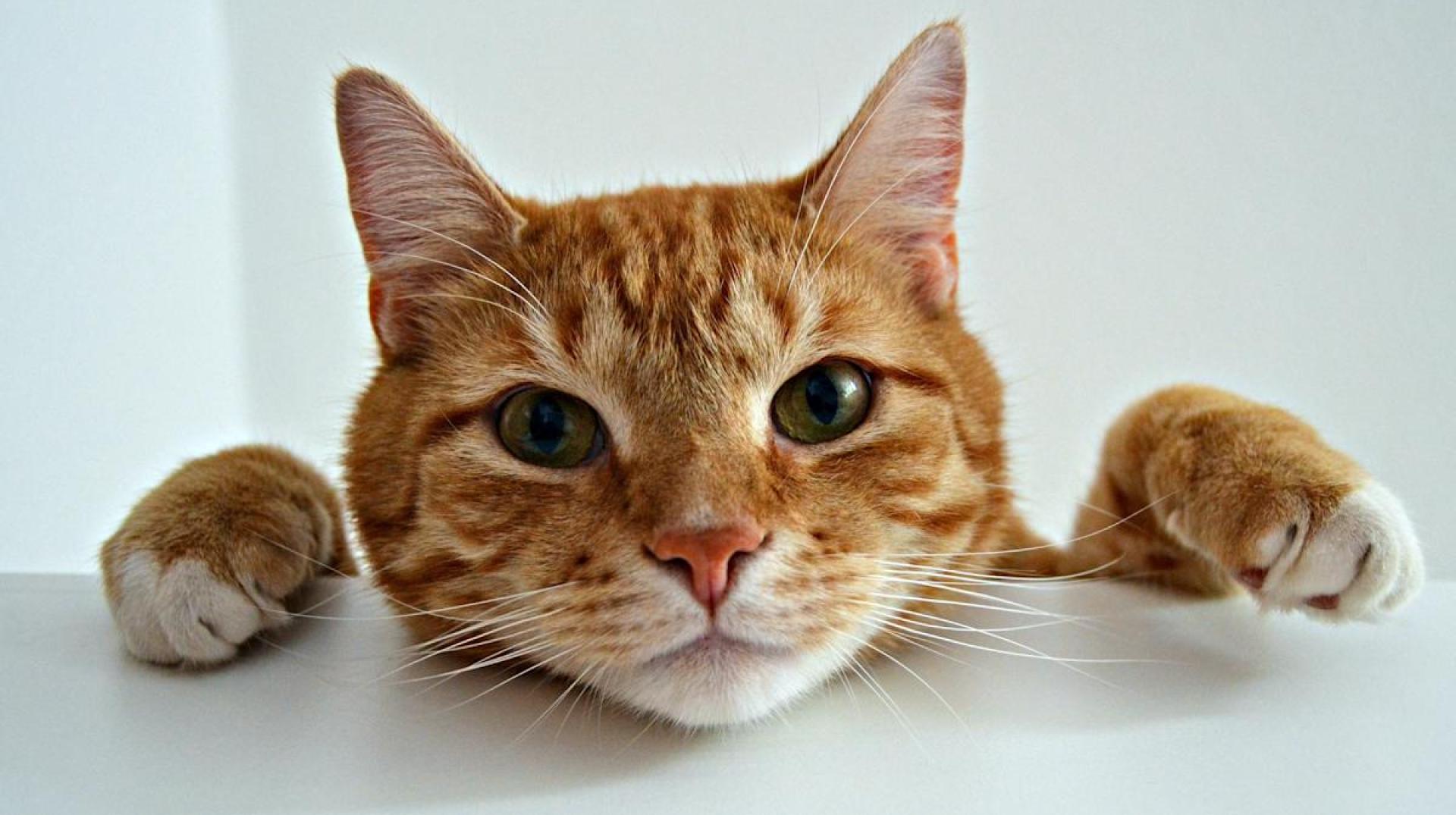 Unlocking the Secrets of Orange Cats: The Fascinating Discovery of a Genetic ‘Meow-tation’ Unlocking the Secrets of Orange Cats: The Fascinating Discovery of a Genetic ‘Meow-tation’