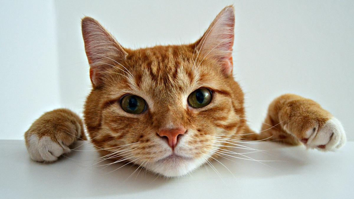 Unlocking the Secrets of Orange Cats: The Fascinating Discovery of a Genetic ‘Meow-tation’ Unlocking the Secrets of Orange Cats: The Fascinating Discovery of a Genetic ‘Meow-tation’