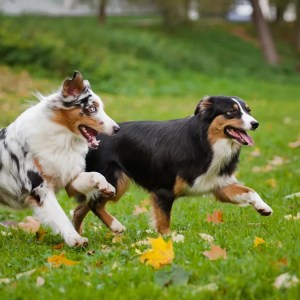 Unlikely Playmates: Watch Turkeys and Dogs Enjoy the Most Hilarious Play Date Ever! Unlikely Playmates: Watch Turkeys and Dogs Enjoy the Most Hilarious Play Date Ever!