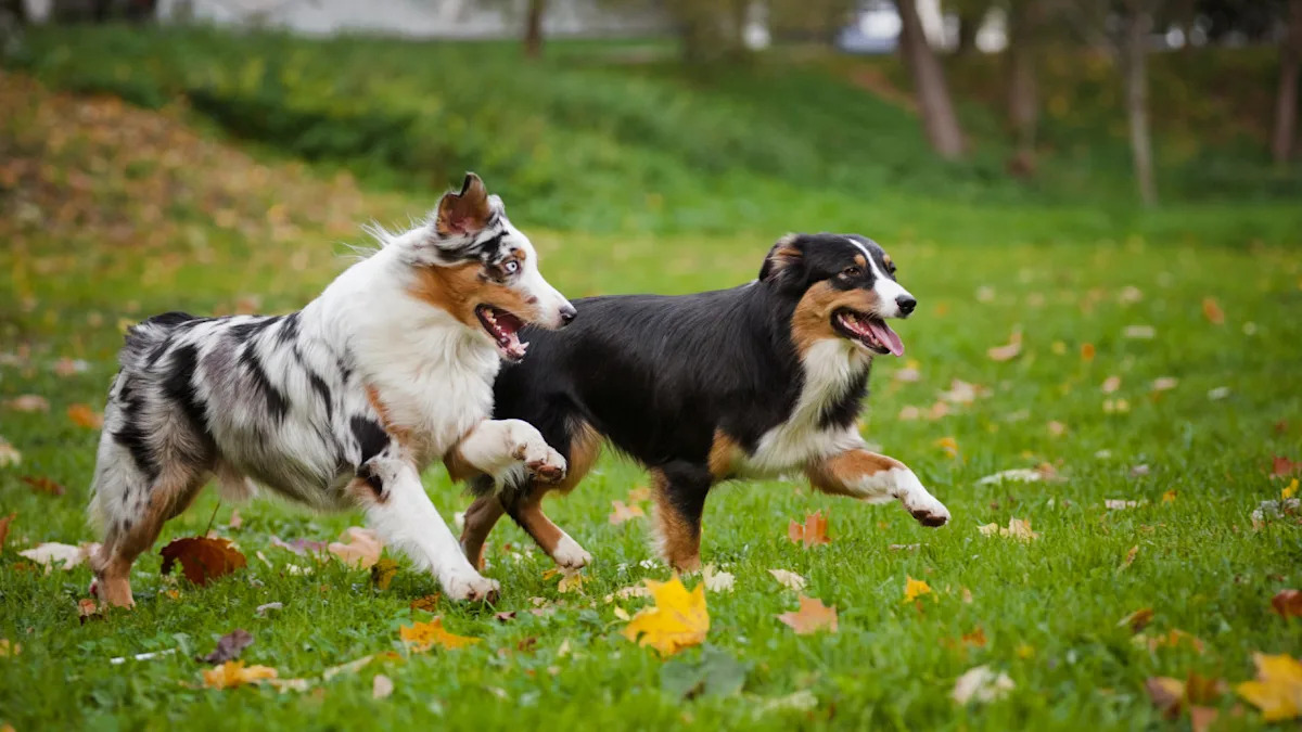 Unlikely Playmates: Watch Turkeys and Dogs Enjoy the Most Hilarious Play Date Ever! Unlikely Playmates: Watch Turkeys and Dogs Enjoy the Most Hilarious Play Date Ever!
