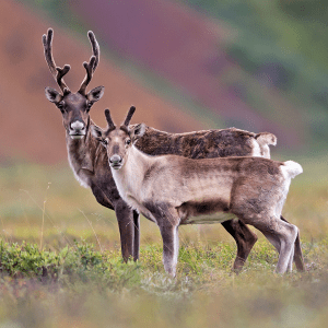 Unveiling the Fascinating Truth: Why Female Caribou Grow Antlers Unveiling the Fascinating Truth: Why Female Caribou Grow Antlers