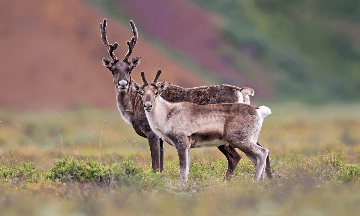 Unveiling the Fascinating Truth: Why Female Caribou Grow Antlers Unveiling the Fascinating Truth: Why Female Caribou Grow Antlers
