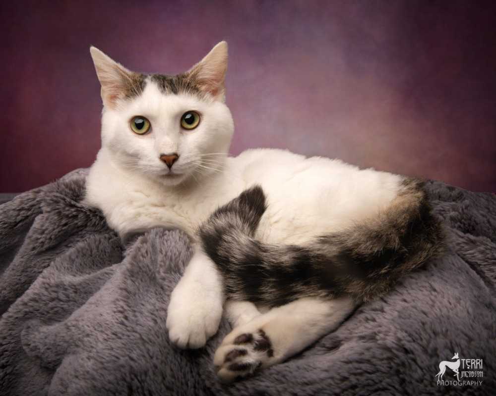 Discover Royal Canin’s GLYCOADVANCED: The Perfect Diet Solution for Managing Diabetic Cats Discover Royal Canin’s GLYCOADVANCED: The Perfect Diet Solution for Managing Diabetic Cats