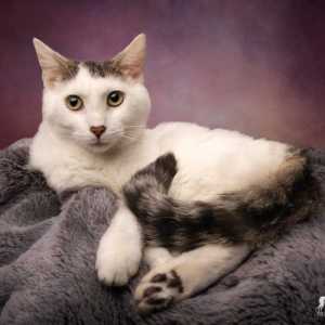 Discover Royal Canin’s GLYCOADVANCED: The Perfect Diet Solution for Managing Diabetic Cats Discover Royal Canin’s GLYCOADVANCED: The Perfect Diet Solution for Managing Diabetic Cats