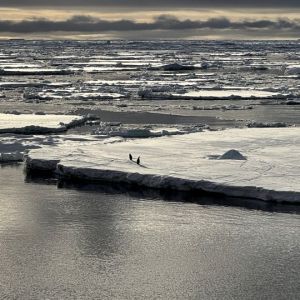 Unraveling Antarctica’s Downward Spiral: How a ‘Triple Whammy’ of Chaos is Reshaping Our Planet Unraveling Antarctica’s Downward Spiral: How a ‘Triple Whammy’ of Chaos is Reshaping Our Planet