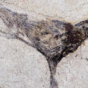 Discoveries from China: Fossils Reveal Complex Life Evolved Millions of Years Sooner Than We Believed Discoveries from China: Fossils Reveal Complex Life Evolved Millions of Years Sooner Than We Believed
