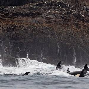 Thrilling Encounter: Boaters Amazed by Giant Orca Pod at Channel Islands! Thrilling Encounter: Boaters Amazed by Giant Orca Pod at Channel Islands!
