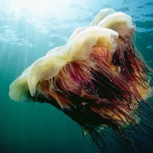 Discover the World’s Longest Animal: No Brain, No Bones, and 1,200 Stingers—A Biologist Unveils the Fascinating Facts! Discover the World’s Longest Animal: No Brain, No Bones, and 1,200 Stingers—A Biologist Unveils the Fascinating Facts!