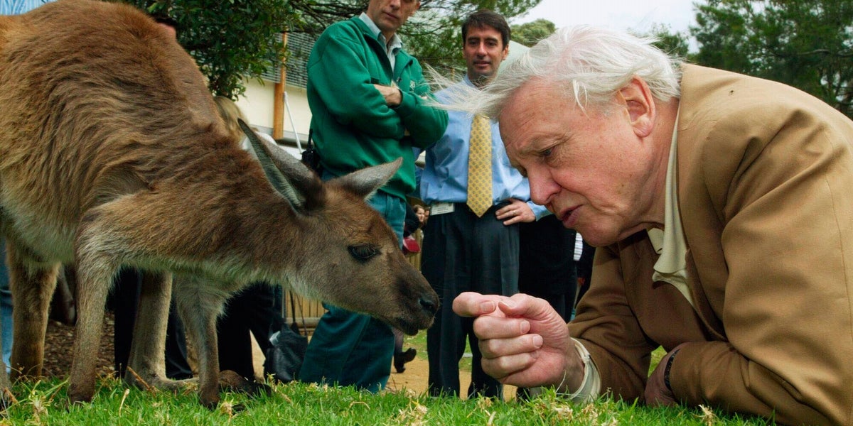 Discover the 5 Vital Lifestyle Habits of Centenarians like David Attenborough for a Longer, Healthier Life! Discover the 5 Vital Lifestyle Habits of Centenarians like David Attenborough for a Longer, Healthier Life!
