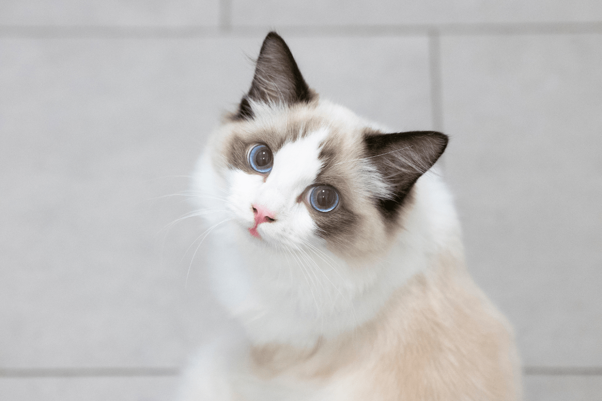 Inside a Ragdoll Cat’s Glamorous Room: A Stylish Tour with a Feline Influencer Inside a Ragdoll Cat’s Glamorous Room: A Stylish Tour with a Feline Influencer