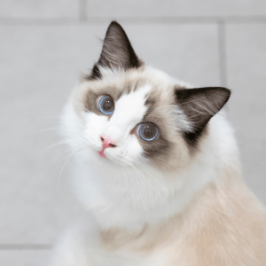 Inside a Ragdoll Cat’s Glamorous Room: A Stylish Tour with a Feline Influencer Inside a Ragdoll Cat’s Glamorous Room: A Stylish Tour with a Feline Influencer