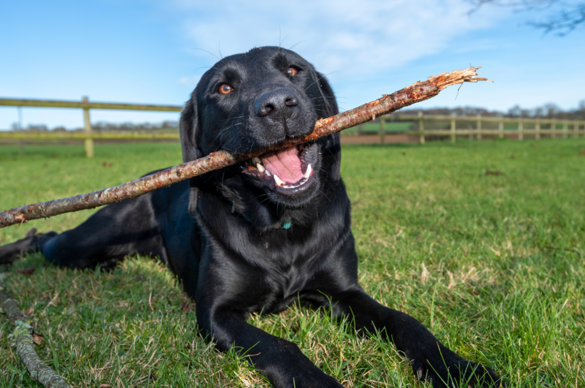 Discover the Surprising Dog Food Choice That’s Winning Over Labrador and Golden Retriever Owners! Discover the Surprising Dog Food Choice That’s Winning Over Labrador and Golden Retriever Owners!