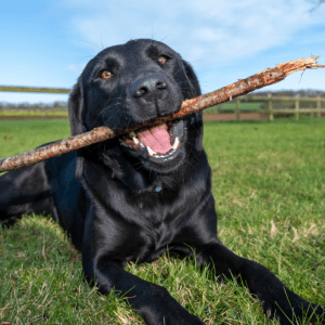 Discover the Surprising Dog Food Choice That’s Winning Over Labrador and Golden Retriever Owners! Discover the Surprising Dog Food Choice That’s Winning Over Labrador and Golden Retriever Owners!