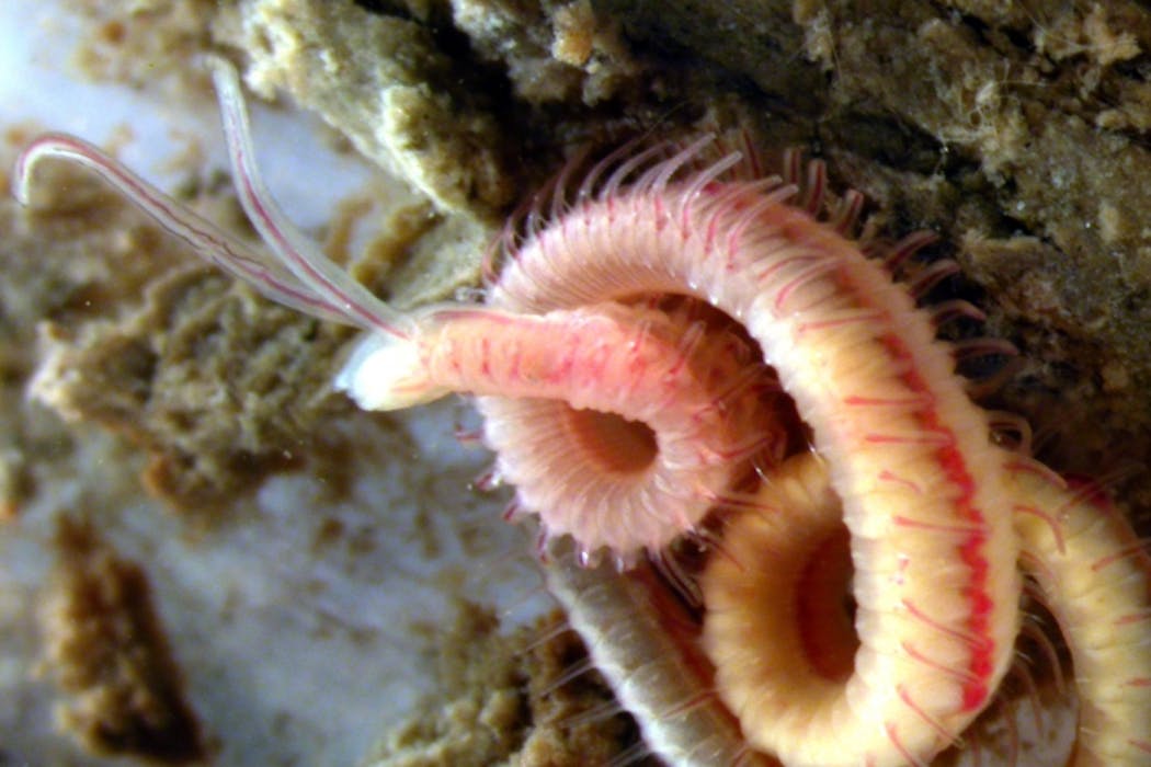 Unveiling the Hidden World: How Parasitic Worms Thrive in Shellfish and What It Means for You Unveiling the Hidden World: How Parasitic Worms Thrive in Shellfish and What It Means for You