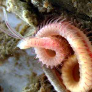 Unveiling the Hidden World: How Parasitic Worms Thrive in Shellfish and What It Means for You Unveiling the Hidden World: How Parasitic Worms Thrive in Shellfish and What It Means for You