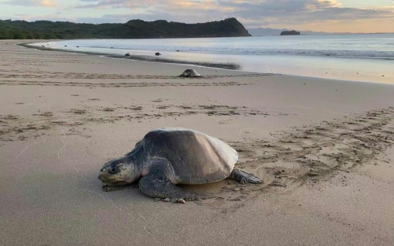 ¿Dónde ver tortugas marinas durante las arribadas en Nicaragua? ¿Dónde ver tortugas marinas durante las arribadas en Nicaragua?