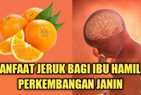 Manfaat Buah Jeruk Untuk Ibu Hamil Muda Manfaat Buah Jeruk Untuk Ibu Hamil Muda