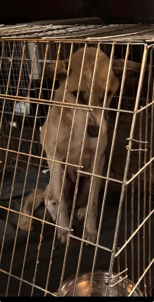 Adăpost câini Suraia cu voluntari și autorități în anchetă penală animale, acuzaţii protecţia animalelor privind condiții precare și blocarea accesului. | sursa foto: News.ro Adăpost câini Suraia cu voluntari și autorități în anchetă penală animale, acuzaţii protecţia animalelor privind condiții precare și blocarea accesului. | sursa foto: News.ro