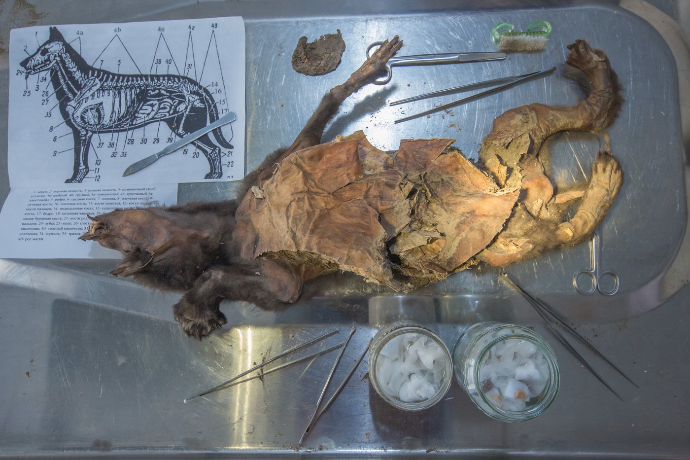 Secvențierea ADN-ului rinocerului lânos din genom preistoric extras din stomacul unui lup vechi de 14.400 ani, evidențiind încălzirea globală extincție. | sursa foto: TechRider Secvențierea ADN-ului rinocerului lânos din genom preistoric extras din stomacul unui lup vechi de 14.400 ani, evidențiind încălzirea globală extincție. | sursa foto: TechRider