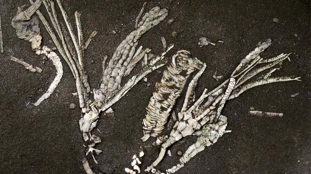 Fosilă crinoizi veche de 450 milioane ani cu țesuturi moi conservate, evidențiind evoluția viețuitoare marine timpurii și structuri delicate. | sursa foto: Descopera Fosilă crinoizi veche de 450 milioane ani cu țesuturi moi conservate, evidențiind evoluția viețuitoare marine timpurii și structuri delicate. | sursa foto: Descopera