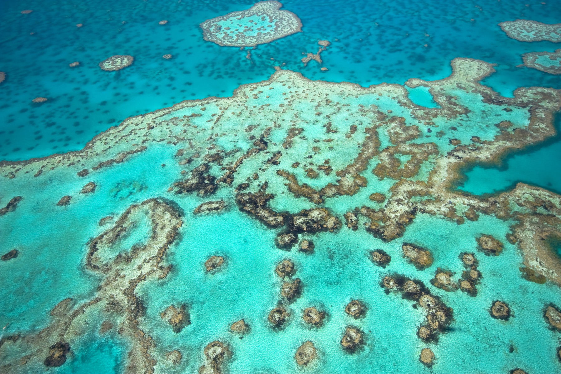 Recif corali afectat de albirea coralilor, cu corali palizi și deteriorați din cauza schimbărilor climatice oceane și temperaturilor ridicate. | sursa foto: G4Media Recif corali afectat de albirea coralilor, cu corali palizi și deteriorați din cauza schimbărilor climatice oceane și temperaturilor ridicate. | sursa foto: G4Media