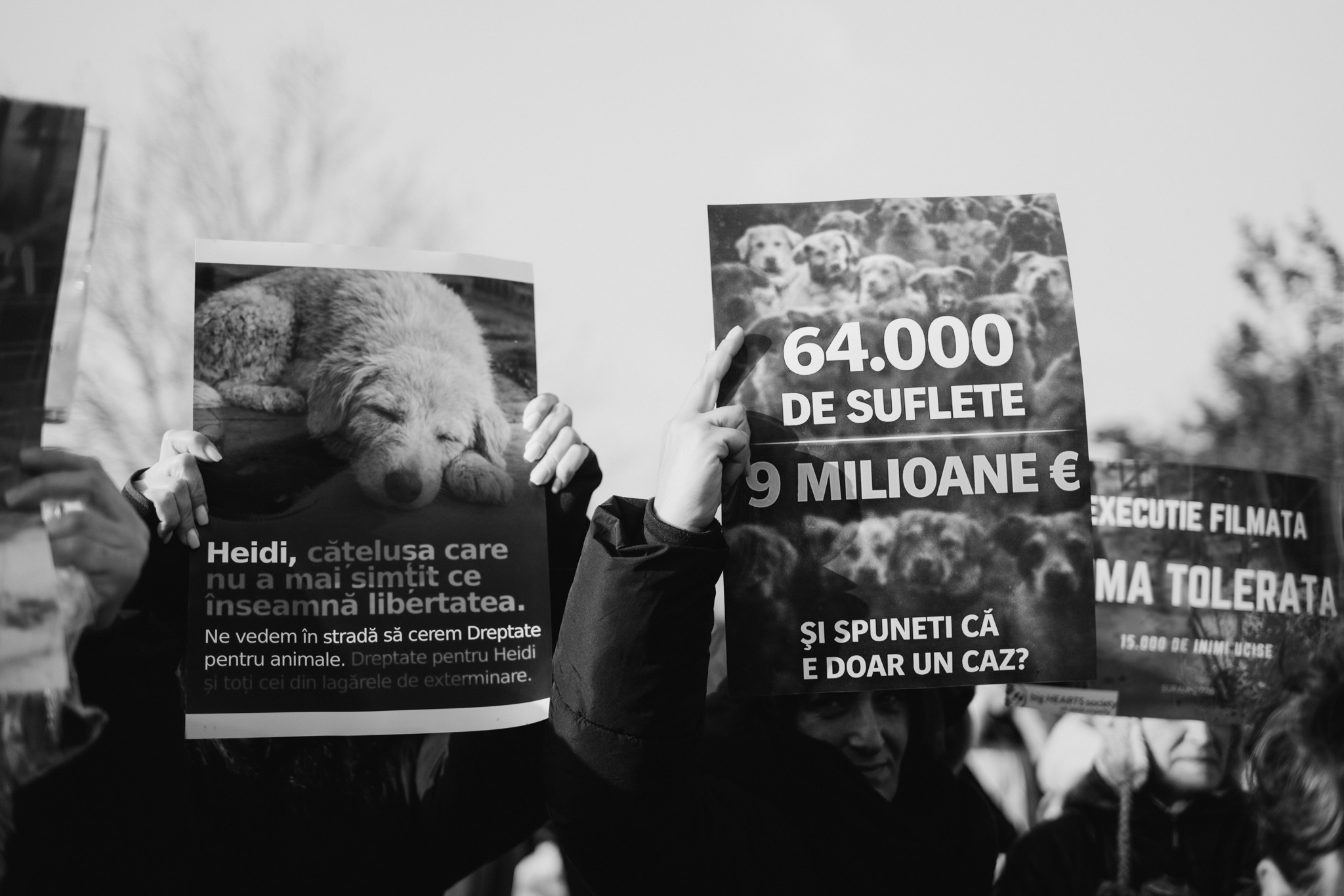 Câini în cuști înghesuite la adăpostul Vetmedan, ilustrând condiții precare și abuz animale înainte de eutanasia câini. | sursa foto: G4Media Câini în cuști înghesuite la adăpostul Vetmedan, ilustrând condiții precare și abuz animale înainte de eutanasia câini. | sursa foto: G4Media