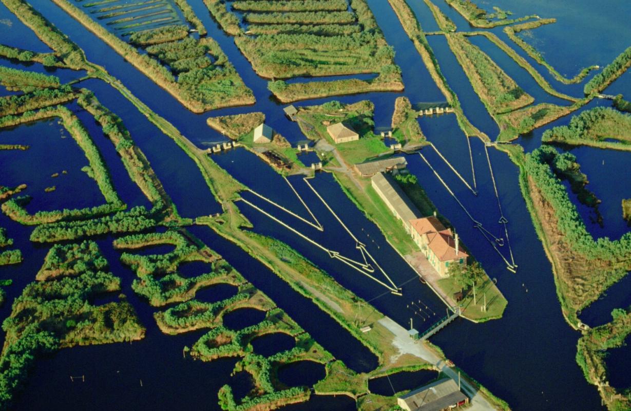 Laguna delta Po cu ape calde la 32°C afectând grav creșterea scoicilor, evidențiind dispariția masivă din cauza valului de căldură Italia. | sursa foto: G4Media Laguna delta Po cu ape calde la 32°C afectând grav creșterea scoicilor, evidențiind dispariția masivă din cauza valului de căldură Italia. | sursa foto: G4Media