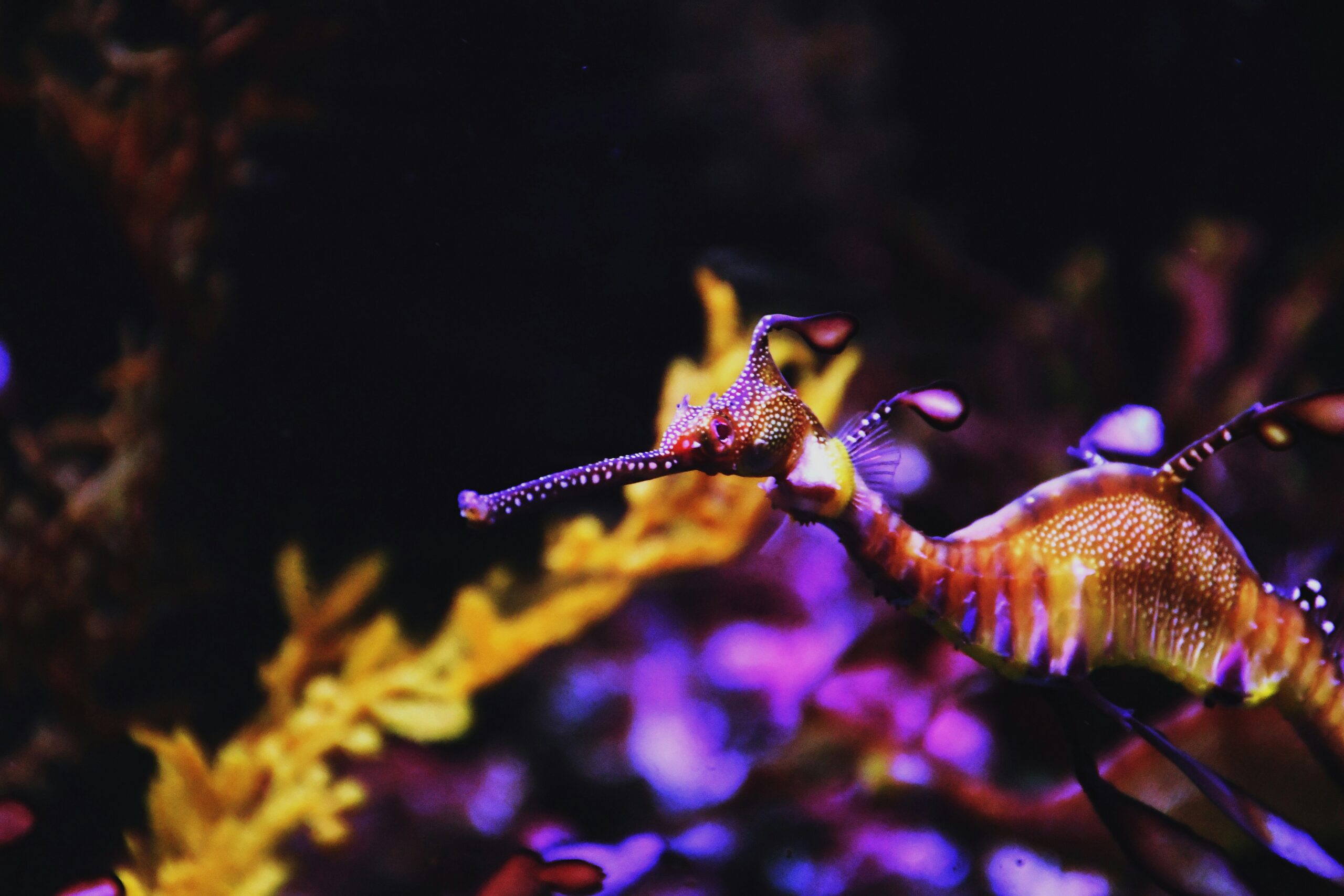 Dragon de mare pufoș afectat de înflorirea algelor toxice în Australia de Sud, ilustrând mortalitate dragoni de mare și conservare habitat marin. | sursa foto: G4Media Dragon de mare pufoș afectat de înflorirea algelor toxice în Australia de Sud, ilustrând mortalitate dragoni de mare și conservare habitat marin. | sursa foto: G4Media