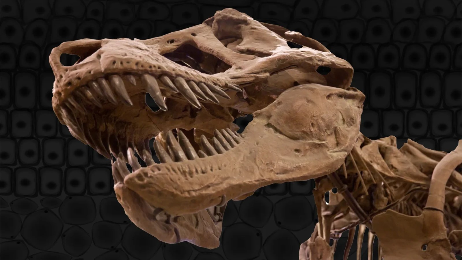 Schelet parțial al unui dinozaur gigant Thailanda, fosile dinozaur Nagatitan lângă iaz, ilustrând schimbări climatice antice. | sursa foto: Stiri pe Surse Schelet parțial al unui dinozaur gigant Thailanda, fosile dinozaur Nagatitan lângă iaz, ilustrând schimbări climatice antice. | sursa foto: Stiri pe Surse