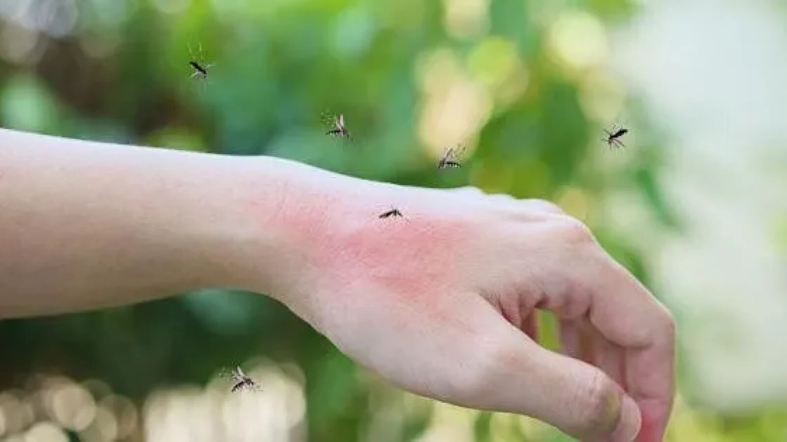 Harta României cu zone afectate de virus West Nile, evidențiind decese West Nile și recomandări de prevenție țânțari în aer liber. | sursa foto: Stiri pe Surse Harta României cu zone afectate de virus West Nile, evidențiind decese West Nile și recomandări de prevenție țânțari în aer liber. | sursa foto: Stiri pe Surse