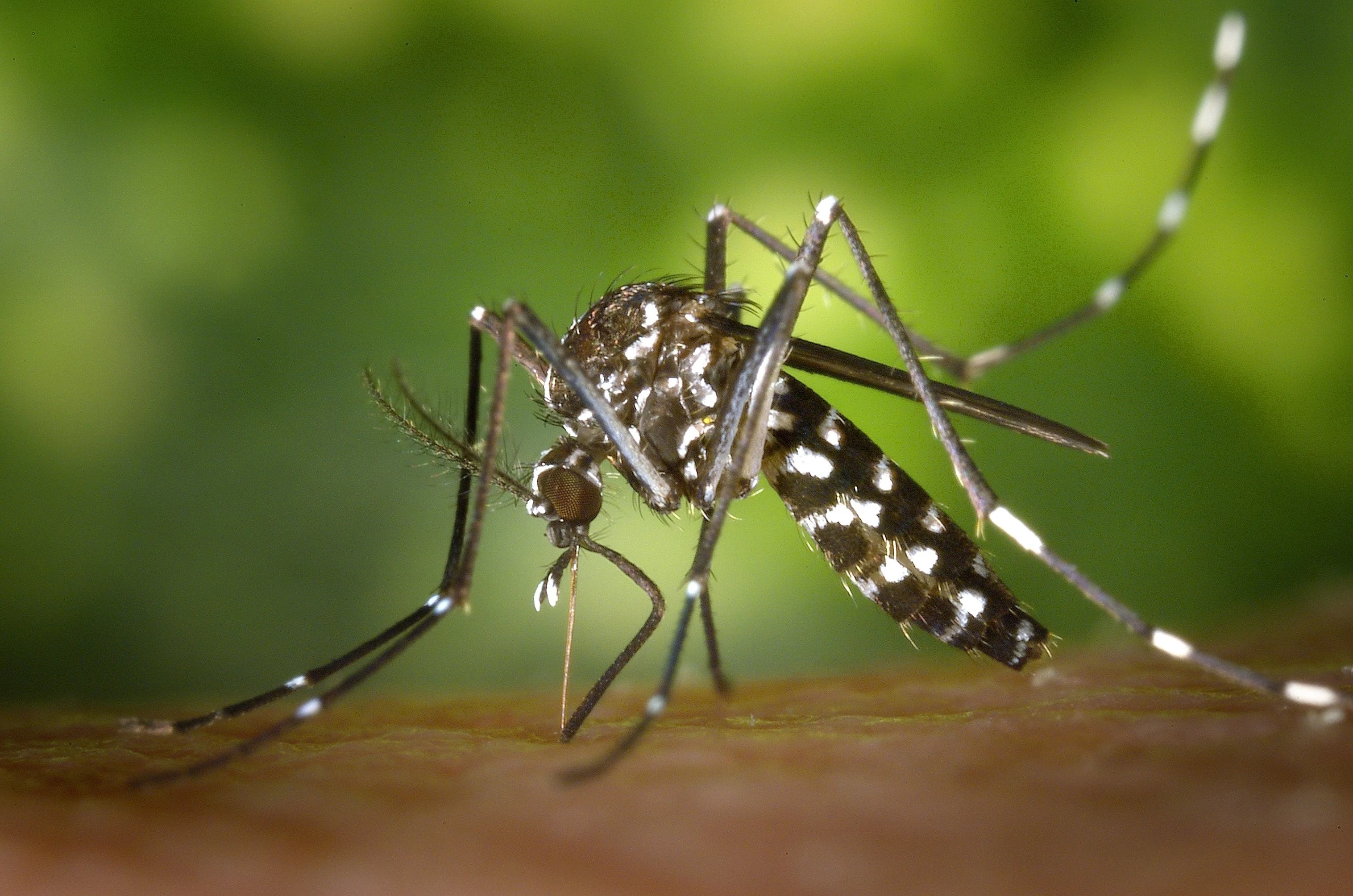 Tânără pacientă cu simptome neurologice la spital în Iași, investigată pentru virus West Nile Iași, prevenție țânțari activă în sezonul cald. | sursa foto: Adevarul Tânără pacientă cu simptome neurologice la spital în Iași, investigată pentru virus West Nile Iași, prevenție țânțari activă în sezonul cald. | sursa foto: Adevarul