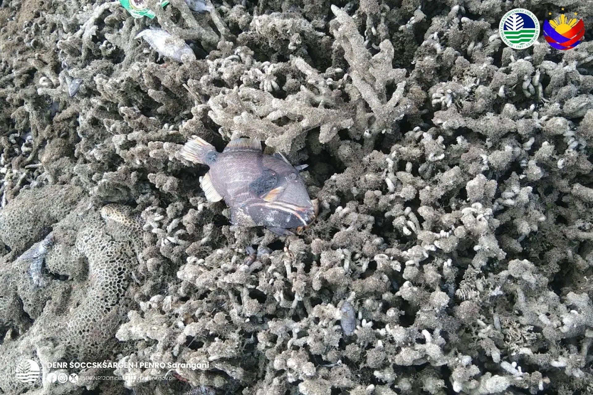 Ridicarea fundului oceanului cu 2 metri după cutremur Filipine expune recife de corali și afectează ecosistemele marine cu impact ecologic major. | sursa foto: Click Ridicarea fundului oceanului cu 2 metri după cutremur Filipine expune recife de corali și afectează ecosistemele marine cu impact ecologic major. | sursa foto: Click