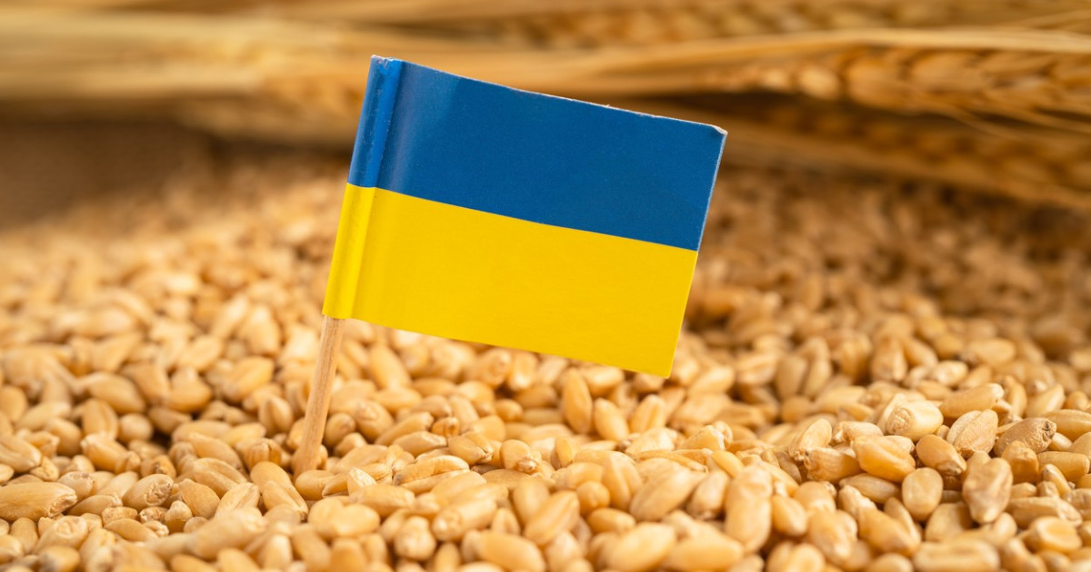 Fermier ucrainean inspectând câmp de grâu afectat de blocada porturi Marea Neagră care blochează exporturi agricole Ucraina în timpul recoltării grâului | sursa foto: Digi24 Fermier ucrainean inspectând câmp de grâu afectat de blocada porturi Marea Neagră care blochează exporturi agricole Ucraina în timpul recoltării grâului | sursa foto: Digi24