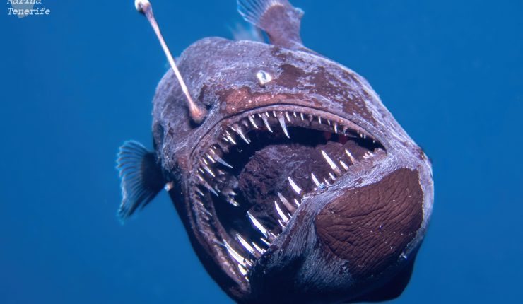 Por primera vez un pez diablo negro sube desde la profundidad del océano y es capturado por las cámaras Por primera vez un pez diablo negro sube desde la profundidad del océano y es capturado por las cámaras