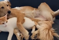 A Feline Gathering: When Cats Meet A Feline Gathering: When Cats Meet