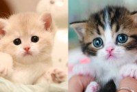 Purrfectly Funny Feline Moments Purrfectly Funny Feline Moments