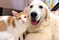Best Friends: Dog And Cat Moments Best Friends: Dog And Cat Moments