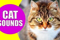 The Meow Spectrum: Decoding Cat Vocalizations The Meow Spectrum: Decoding Cat Vocalizations