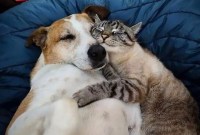 Pawsitive Affection: A Dog And Cat’s Tale Pawsitive Affection: A Dog And Cat’s Tale