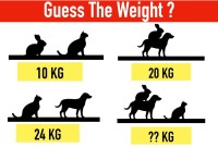 Decoding The Dog, Cat, Rabbit Puzzle: The Solution Revealed Decoding The Dog, Cat, Rabbit Puzzle: The Solution Revealed