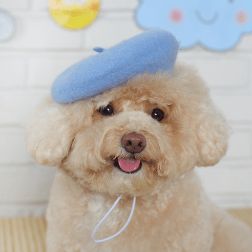 추천제품 에이미러브즈펫 반려동물 TO 베레모 추천제품 에이미러브즈펫 반려동물 TO 베레모