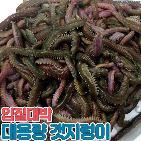 바다낚시미끼 추천상품 구구낚시 입질대박 대용량 갯지렁이 낚시용 미끼 원투낚시 바다낚시 바다낚시터 양어장 대부도 입질대박 지렁이 바다낚시미끼 추천상품 구구낚시 입질대박 대용량 갯지렁이 낚시용 미끼 원투낚시 바다낚시 바다낚시터 양어장 대부도 입질대박 지렁이