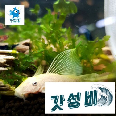안시롱핀 추천상품 안시롱핀 L144 1마리 – 판매 중인 상품 정보 안시롱핀 추천상품 안시롱핀 L144 1마리 – 판매 중인 상품 정보