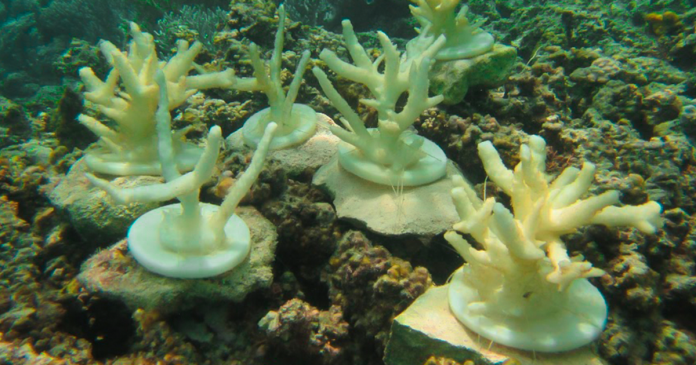 Utilizing 3D Printing to Save Marine Wildlife Utilizing 3D Printing to Save Marine Wildlife